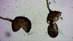 Polypodium interjectum