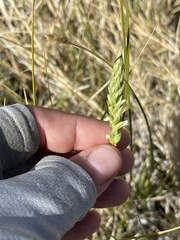 Spiranthes infernalis