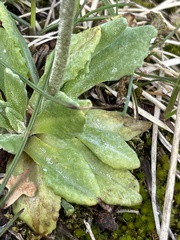 Primula scandinavica