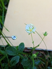 Potentilla montana