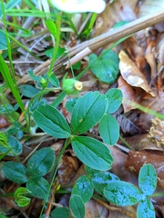 Potentilla montana