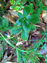Potentilla montana