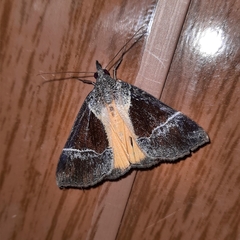 Dichromia quinqualis