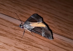 Dichromia quinqualis