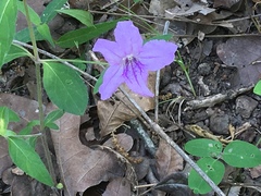 Ruellia pedunculata