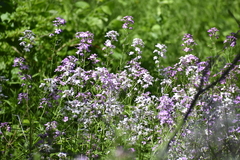 Hesperis matronalis
