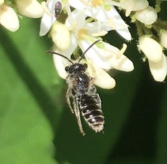 Gonandrena