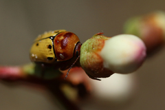 Cryptocephalus aulicus