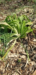 Falcaria vulgaris