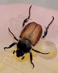 Chaetopteroplia segetum