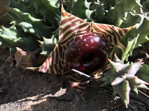 Ceropegia zebrina