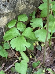Waldsteinia