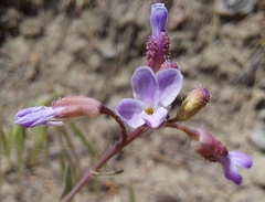 Boechera lyallii