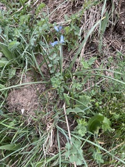 Brimeura amethystina