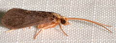 Nyctiophylax