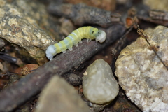 Pyreferra hesperidago