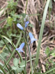 Brimeura amethystina