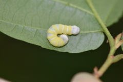 Pyreferra hesperidago