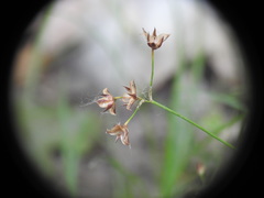 Luzula forsteri
