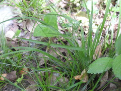 Luzula forsteri