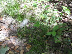 Luzula forsteri