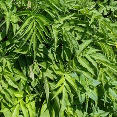 Sambucus gaudichaudiana