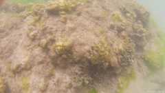 Padina pavonica