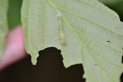 Pyreferra hesperidago