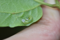 Pyreferra hesperidago