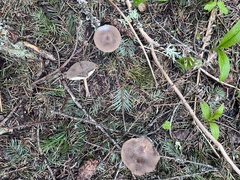 Clitocybe glacialis