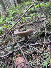 Clitocybe glacialis