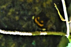 Catocala muliercula