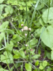 Antennaria racemosa