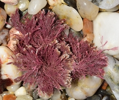 Ellisolandia elongata