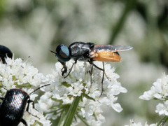 Odontomyia flavissima