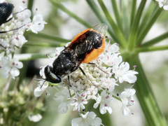 Odontomyia flavissima