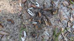 Trachemys scripta scripta