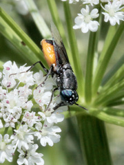 Odontomyia flavissima