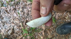 Trachemys scripta scripta