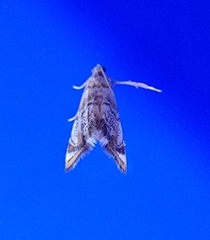 Eoparargyractis