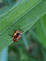 Cryptocephalus castaneus