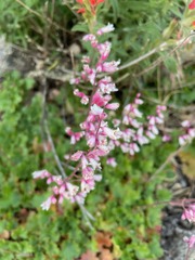Heuchera elegans