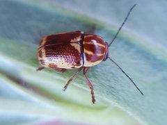 Cryptocephalus castaneus