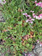 Heuchera elegans