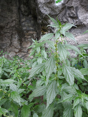 Parietaria officinalis