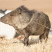 Collared Peccary - Photo (c) Rich Kostecke, some rights reserved (CC BY-NC), uploaded by Rich Kostecke