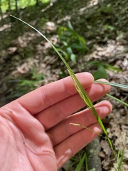 Carex roanensis