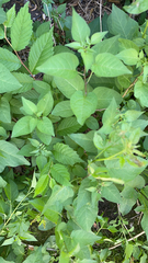 Solanum dulcamara