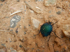 Cysteodemus wislizeni