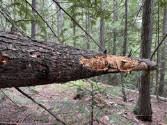 Dryobates villosus harrisi